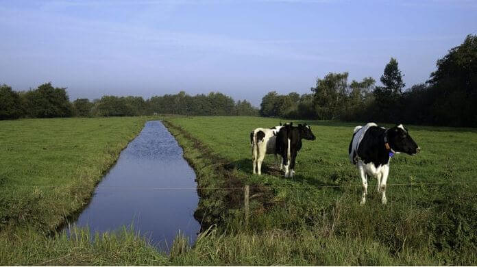 Veenweidelandschap