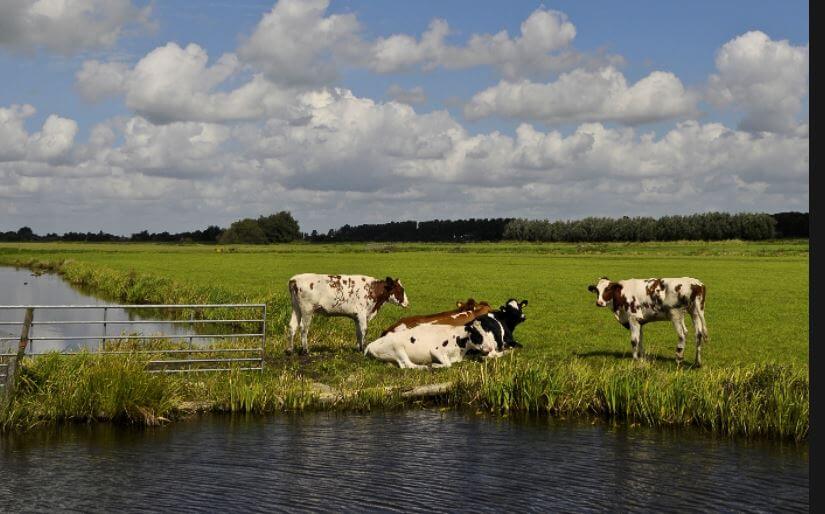 Veenweidelandschap