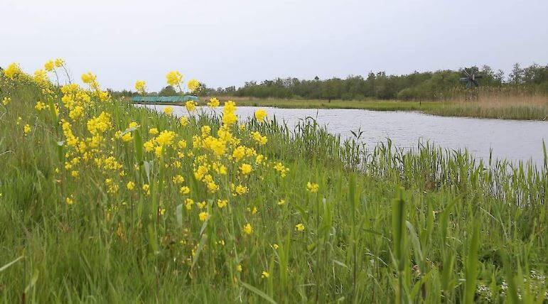 Noordmanen bloemrijk