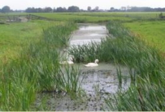 Natuurvriendelijke oever-1